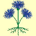 Korenbloemen